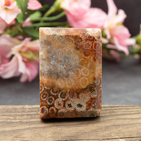 Koral fossil tabliczka prostokąt 50x34mm