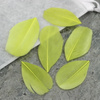 Naturalne pióro limonkowe 6x3cm [10szt]