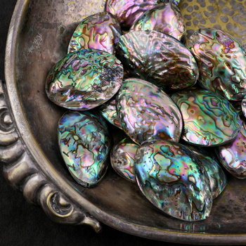 Muszla paua abalone owal 43-49mm