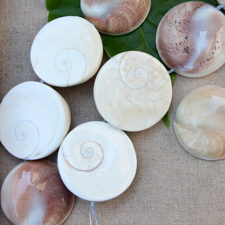 Muszla wypukłe monety - połówki 35mm