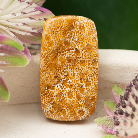 Kaboszon fossil 31x17x4mm