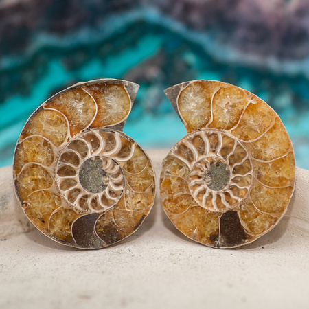 Amonit 47x39mm skamielina [para]