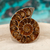 Amonit 42x33mm skamielina [1 szt]
