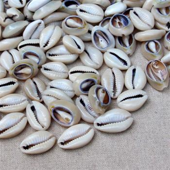 Muszelki kauri porcelanka cięte 20-25mm beige [10szt]