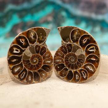 Amonit 44x35mm skamielina [para]