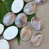 Muszla wypukłe owale - połówki 37x30mm