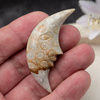Fossil rzeźbiony księżyc 59x25x12mm
