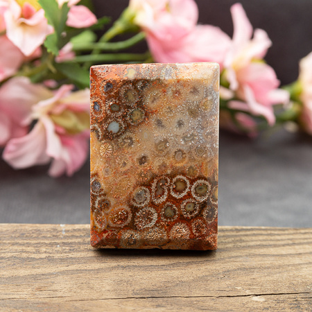 Koral fossil tabliczka prostokąt 50x34mm