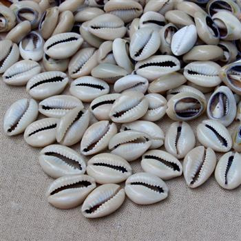 Muszelki kauri porcelanka beige cięte 13-17mm [10szt]