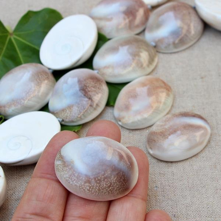 Muszla wypukłe owale - połówki 37x30mm