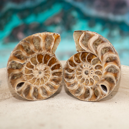 Amonit 44x34mm skamielina [para]