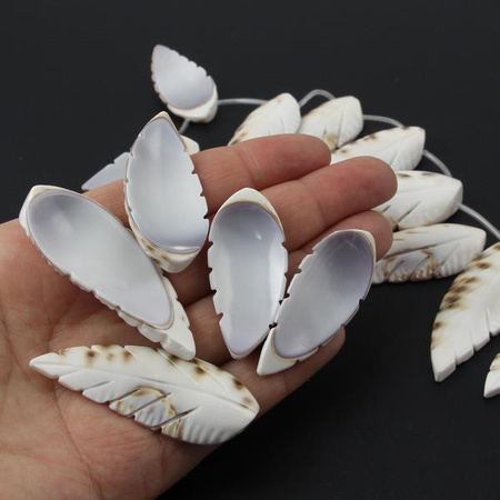 Muszla rzeźbione piórko w plamki 40-58mmmm