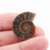 Amonit 28-31mm skamielina [para]