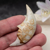 Fossil rzeźbiony księżyc 59x25x12mm