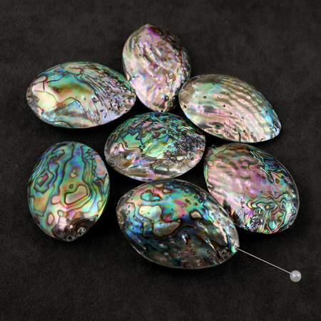 Muszla paua abalone owal 43-49mm