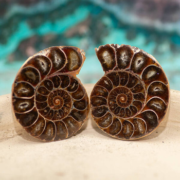 Amonit 43x35mm skamielina [para]