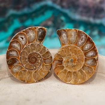 Amonit 45x35mm skamielina [para]