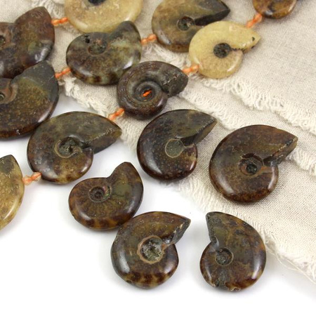 Amonit skamielina 30-37mm [dwustronny]