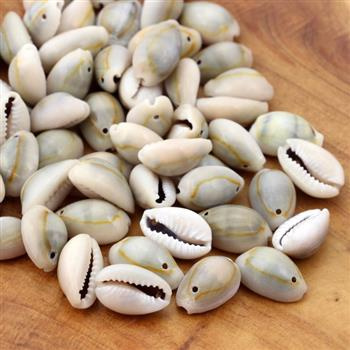 Muszelki kauri porcelanka beige pełne z otworem 16-18mm [10szt]