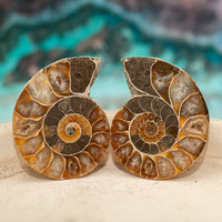 Amonit 45x34mm skamielina [para]