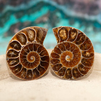 Amonit 43x34mm skamielina [para]