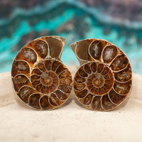 Amonit 43x32mm skamielina [para]