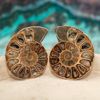 Amonit 46x38mm skamielina [para]