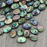 Muszla paua owal 12x8mm