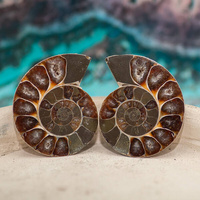 Amonit 44x34mm skamielina [para]